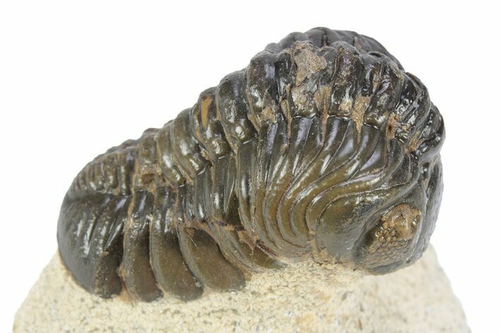 Detailed Reedops Trilobite - Atchana, Morocco #341178